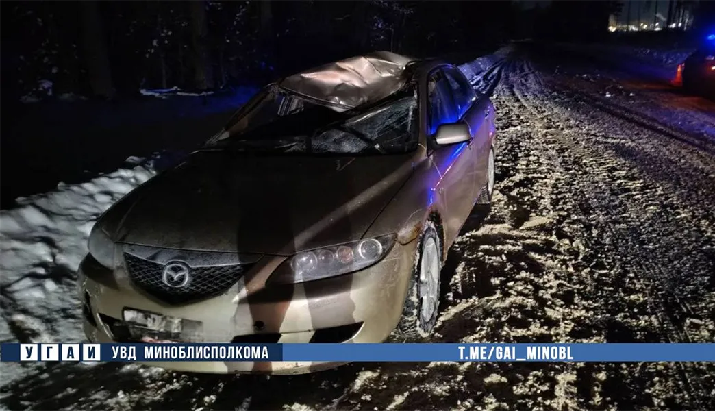 ДТП с лосем в Минской области — водитель Mazda госпитализирован